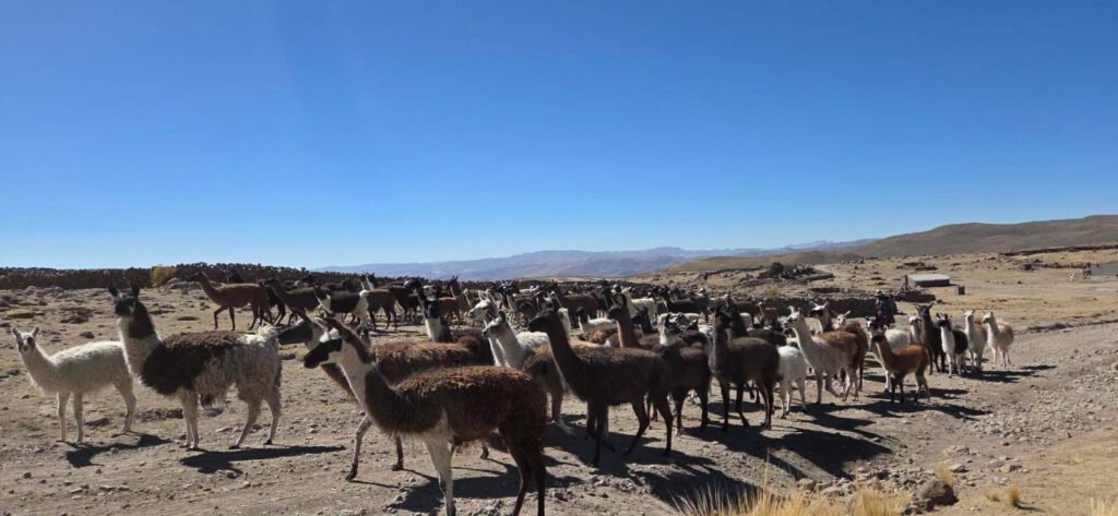 Bei unserer Reise durch das ländliche Bolivien sahen wir große Lama Herden.