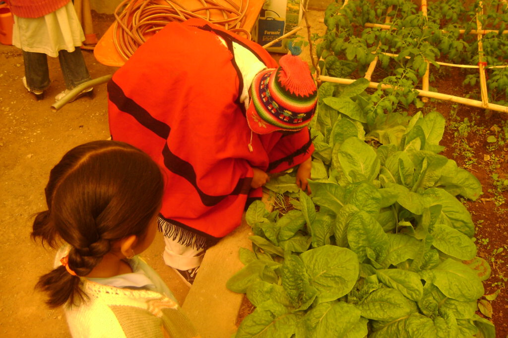 En los huertos escolares y a través de clases prácticas, los niños aprenden desde pequeños a sembrar, cuidar y cosechar. Comprenden el ciclo de la naturaleza y el valor inestimable de la tierra. Este conocimiento no es un lujo teórico: es un seguro de vida y un acto de autodeterminación.
