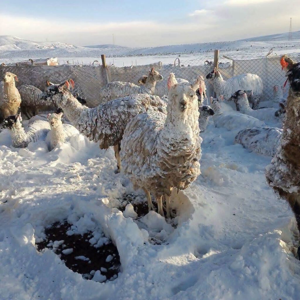 Hilferuf aus Potosí

​❄️Anhaltender Schneefall und bitterer Frost bringen die Hochgebirgsregionen von Potosí in Bolivien an ihre Grenzen. Die Witterung trifft die Tiere vor Ort mit voller Härte: Lamas, Schafe und viele Wildtiere leiden extrem unter den eisigen Temperaturen – und nach den Schneemassen geht ihnen nun das Futter aus.