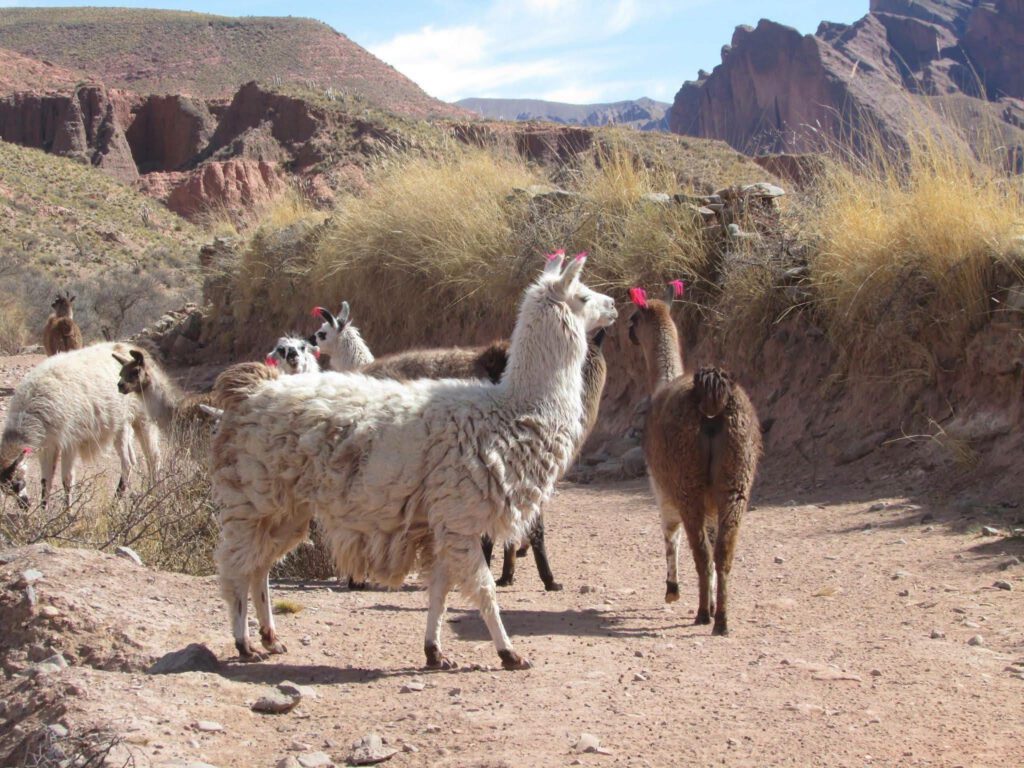 Lamas kreuzen meinen Weg. Es sind meistens freundliche Tiere