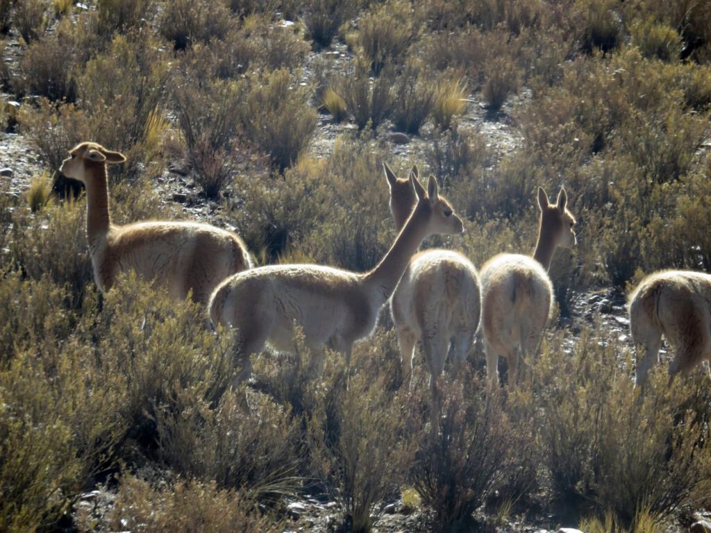 Vikunjas oder Vicuña in Quechua: wik'uña ist die wildlebende Art der Gattung Vicugna, zu der daneben noch das Alpaka gehört. Es ähnelt der wildlebenden Art Guanako aus der Gattung Lamas.