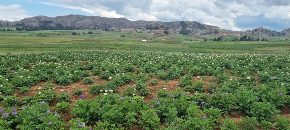 Kartoffelfelder in den Bergen Boliviens. Hier ist die Heimat der Kartoffel.