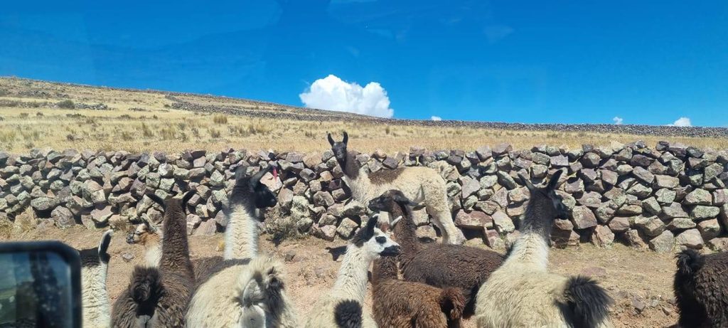 Hier auf dem Altiplano wird wegen der Höhe vorwiegend Weidewirtschaft betrieben