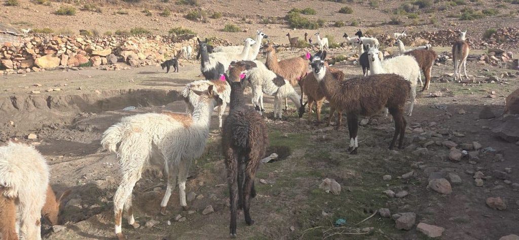 Auch die Lamas waren eingeladen und nahmen zahlreich teil 