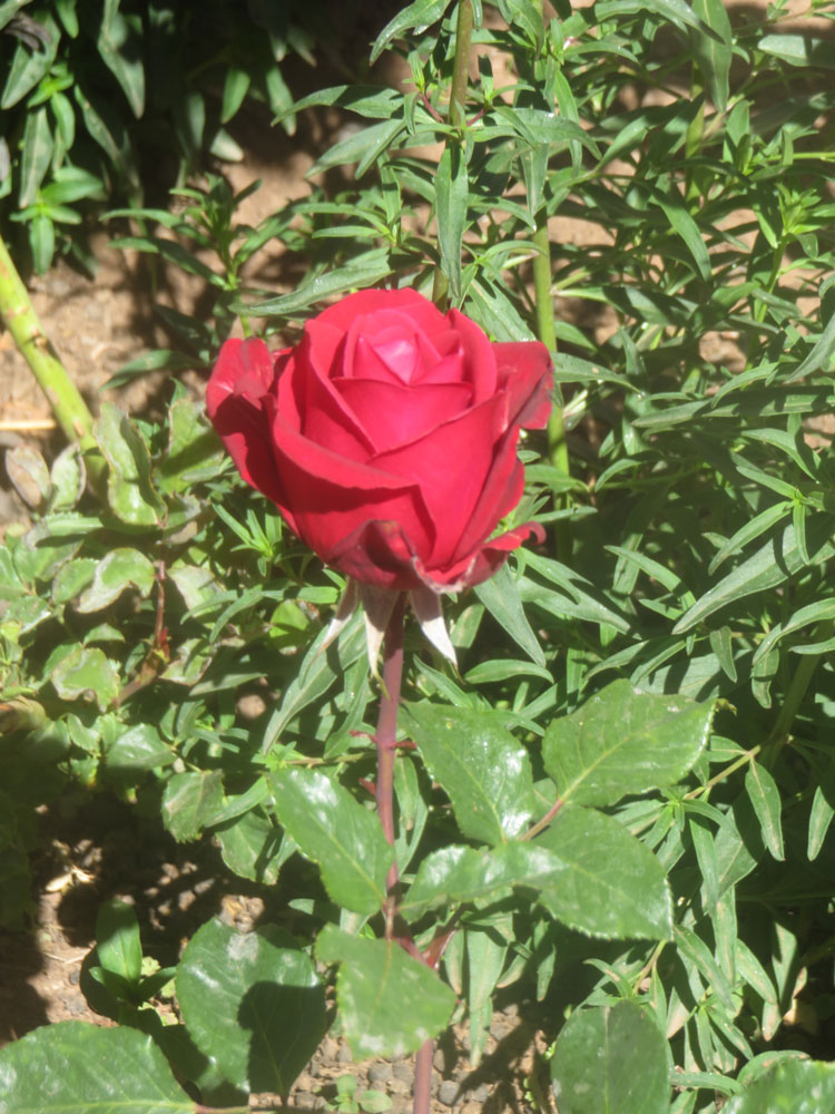 Die ersten Rosen blühen im Pfarrgarten.
