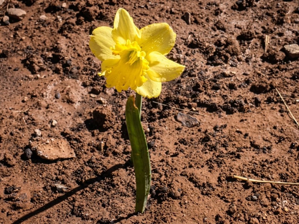 Ein erster Frühlingsbote durchbricht die Ackerkrume. 